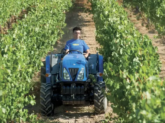Blå traktor fra T3F-serien som kjører mellom tette rader med vinranker i en vingård.