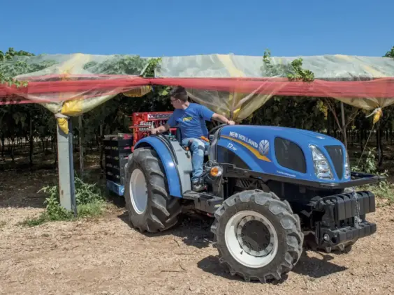 En blå New Holland-traktor fra T3F-serien i en vingård under beskyttende duk.