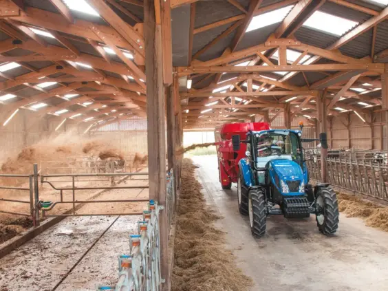 En blå New Holland T5 Utility traktor som sprer halm til kuer i et fjøs.