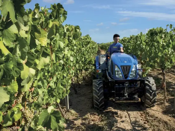 Blå traktor fra T3F-serien i en frodig vingård under en blå himmel.