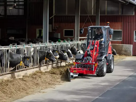 En rød Weidemann Hoftrac 1390e skyver fôr til kuer i et fjøs.
