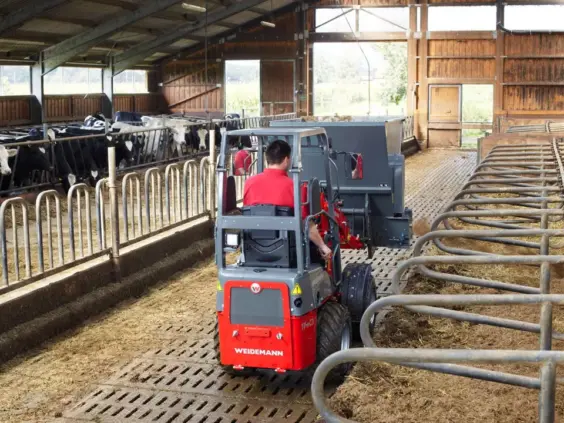 Weidemann Hoftrac 1140 Basic Line minilaster i bruk i et fjøs med kyr.