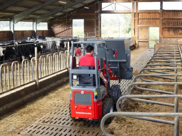Weidemann Hoftrac 1140 Basic Line minilaster i bruk i et fjøs med kyr.