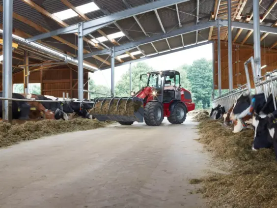 En Weidemann 5080T teleskopisk hjullaster fôrer kuer med fôr inne i et fjøs.