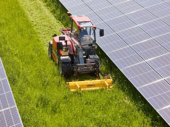 Rød Weidemann teleskoplaster T4512 klipper gress mellom rader med solcellepaneler.