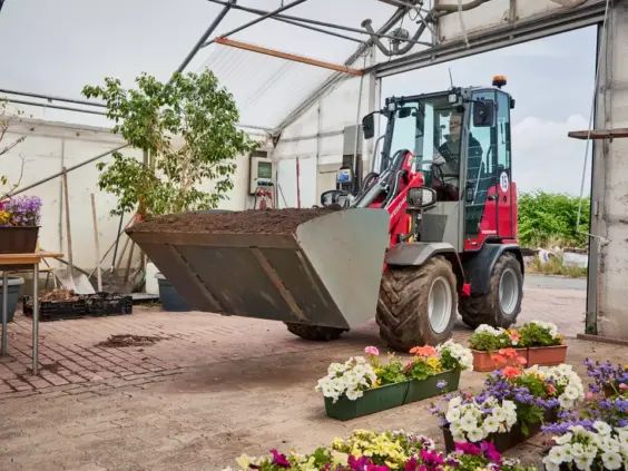 Weidemann Hoftrac 1190e minilaster flytter jord inne i et lyst drivhus med blomster.