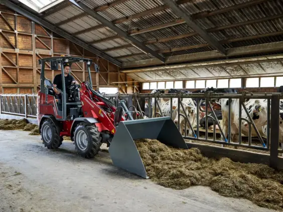 En rød Weidemann Hoftrac 1190e minilaster fordeler fôr til kuer i et fjøs.