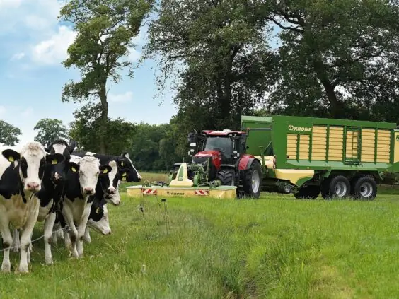 En rød traktor med KRONE RX lessevogn på et jorde med nysgjerrige kuer.