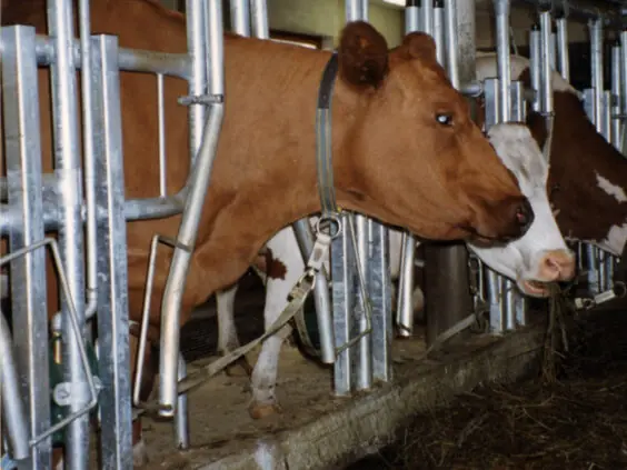 Elite kraft kortbås med stengsel.