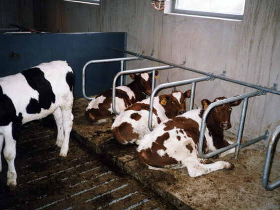 System liggebåsskiller for kalv.