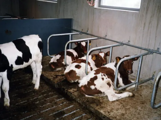 System liggebåsskiller for kalv.