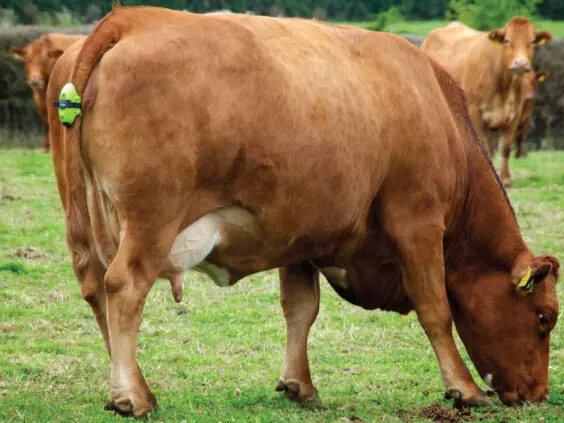 Moocall kalvingsvarsler montert på halen til kua.