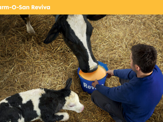 Farm-O-San Reviva energidrikk til kyr etter kalving.
