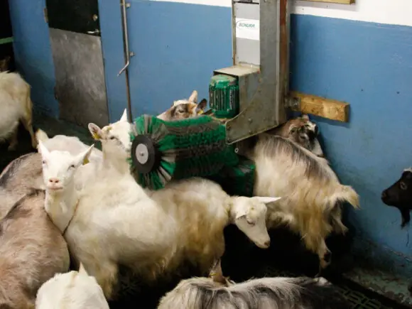 Schurr børste for geit er en populær installasjon.