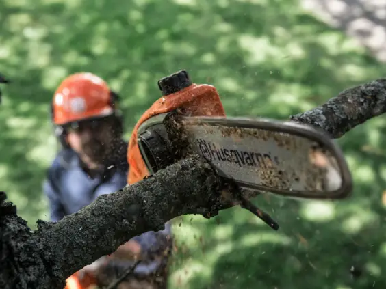 En Husqvarna stangsag som skjærer gjennom en tregren med flyvende sagflis.